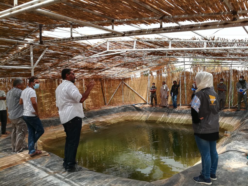 Ferme piscicole de Tilapias dans les camps de réfugiés sahraouis de la région de Tindouf.Algérie.2021.©TGH