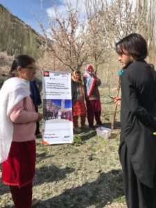 Budding & Grafting-Gulkin, Hunza (1)